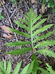 Sensitive fern,<BR>Bead fern