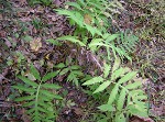 Sensitive fern,<BR>Bead fern