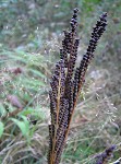 Sensitive fern,<BR>Bead fern