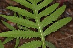 Sensitive fern,<BR>Bead fern