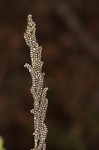 Sensitive fern,<BR>Bead fern