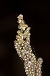 Sensitive fern,<BR>Bead fern