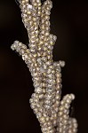 Sensitive fern,<BR>Bead fern