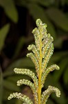 Sensitive fern,<BR>Bead fern