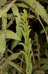 Sensitive fern,<BR>Bead fern