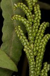 Sensitive fern,<BR>Bead fern