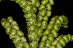 Sensitive fern,<BR>Bead fern