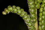 Sensitive fern,<BR>Bead fern