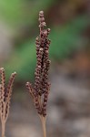 Sensitive fern,<BR>Bead fern