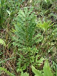 Sensitive fern,<BR>Bead fern