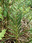 Sensitive fern,<BR>Bead fern