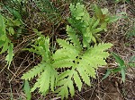 Sensitive fern,<BR>Bead fern