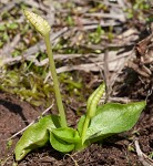 Bulbous adder's tongue,<BR>Tuber adders-tongue