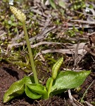 Bulbous adder's tongue,<BR>Tuber adders-tongue