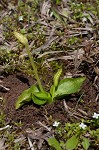 Bulbous adder's tongue,<BR>Tuber adders-tongue