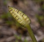 Bulbous adder's tongue,<BR>Tuber adders-tongue