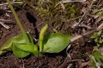 Bulbous adder's tongue,<BR>Tuber adders-tongue