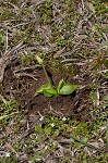 Bulbous adder's tongue,<BR>Tuber adders-tongue