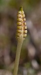 Bulbous adder's tongue,<BR>Tuber adders-tongue