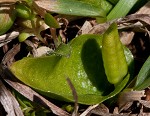 Bulbous adder's tongue,<BR>Tuber adders-tongue