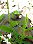 Limestone adder's tongue