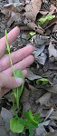 Limestone adder's tongue