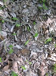 Limestone adder's tongue