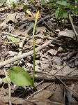 Limestone adder's tongue