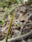 Limestone adder's tongue