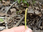 Limestone adder's tongue