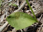 Limestone adder's tongue