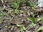 Limestone adder's tongue