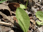 Limestone adder's tongue