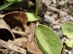 Limestone adder's tongue