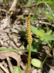 Limestone adder's tongue