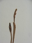 slender adder's tongue,<BR>Least adder's tongue