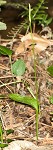 Southern adder's tongue,<BR>Common adder's tongue