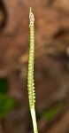 Southern adder's tongue,<BR>Common adder's tongue