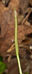 Southern adder's tongue,<BR>Common adder's tongue