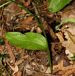 Southern adder's tongue,<BR>Common adder's tongue