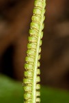 Southern adder's tongue,<BR>Common adder's tongue