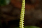 Southern adder's tongue,<BR>Common adder's tongue