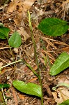 Southern adder's tongue,<BR>Common adder's tongue