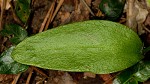 Southern adder's tongue,<BR>Common adder's tongue