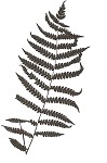 Cinnamon fern