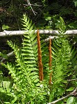 Cinnamon fern