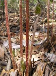 Cinnamon fern