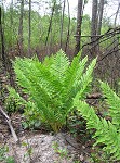 Cinnamon fern