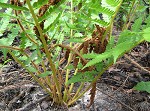 Cinnamon fern