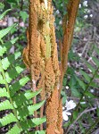 Cinnamon fern